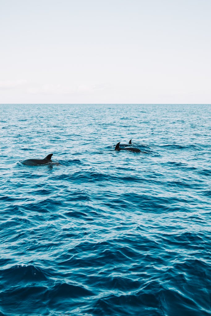 A serene view of dolphins swimming in the clear blue ocean near the coast of Madeira, Portugal.