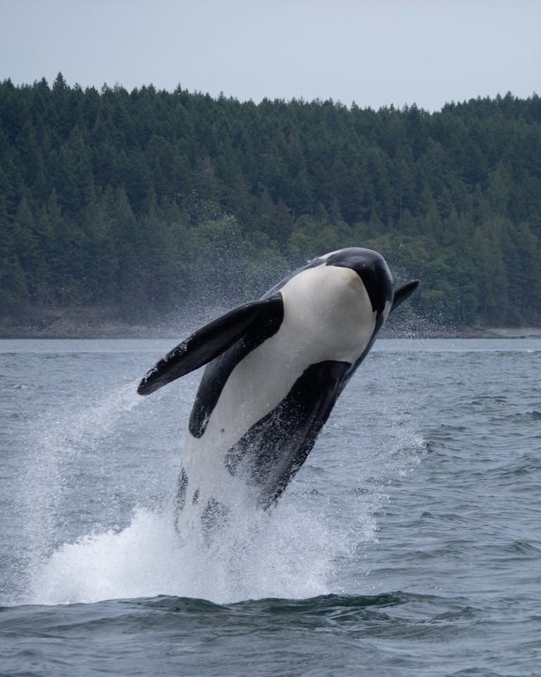 National Breaking News: The Backbone of a Well-Informed NationSpectacular view of an orca whale breaching in the Salish Sea.