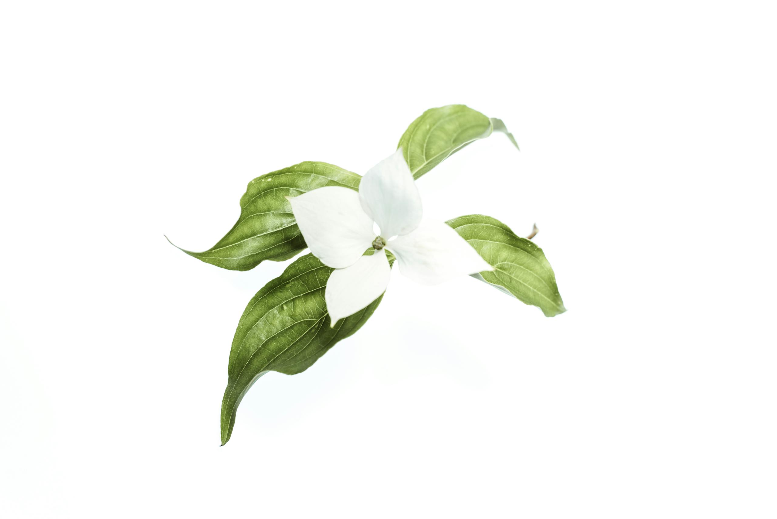 Beautiful A delicate white trillium flower with green leaves isolated on a plain white background.