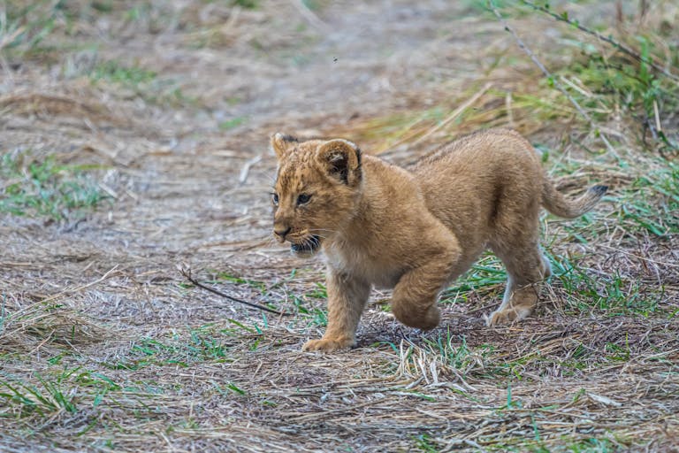 Chicago Cubs Adorable lion cub frolicking in the grasslands of Nakuru, Kenya.