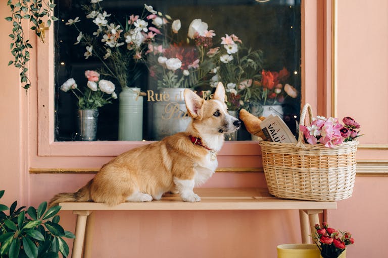 Shop Spring VasevCharming corgi sitting on a bench next to a basket with flowers and a baguette indoors.