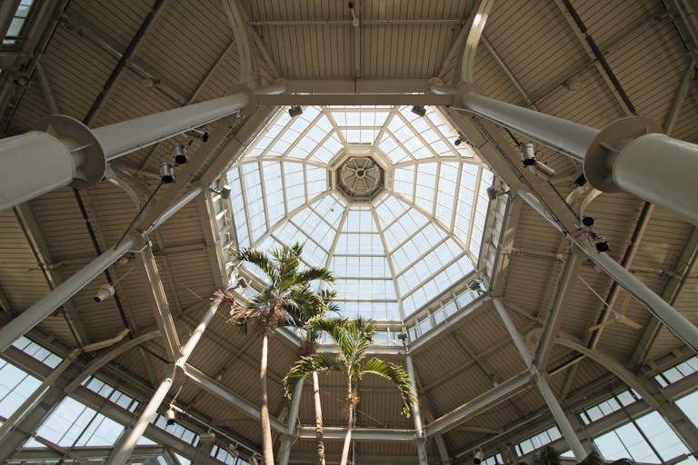 Lewis Center, Ohio Champion Trees Intricate glass ceiling structure in a greenhouse showcasing modern architecture with tall palm trees.