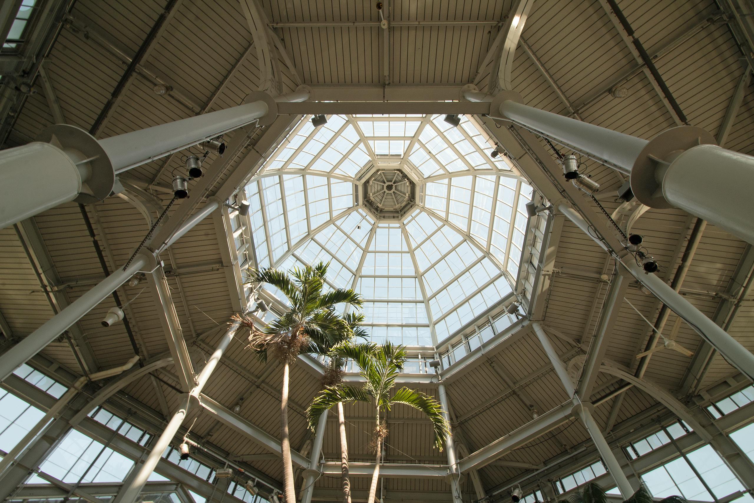 Lewis Center, Ohio Champion Trees Intricate glass ceiling structure in a greenhouse showcasing modern architecture with tall palm trees.